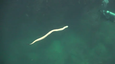 Moray eel swims underwater Stock Footage 58648629