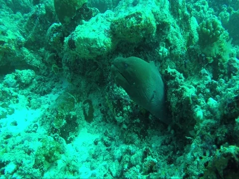 Moray Eel Teeth 스톡 동영상 81042263