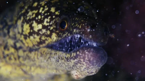 Moray Eel Teeth Macro 4K C0429 Видео 340536320