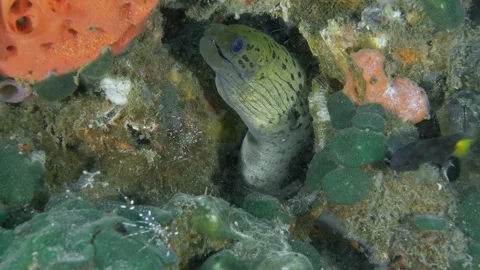 Moray eel with a transparent cleaner shrimp Stock Footage 340678226