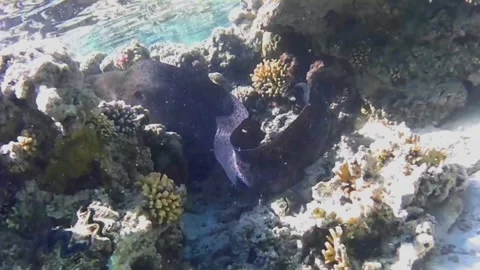 Moray Eel Turns Away After Encounter Above Coral Reef, Las Cabanas Stock Footage 341290242