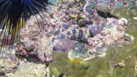 Moray eel underwater background of sea urchin close-up. Stock Footage 235422885
