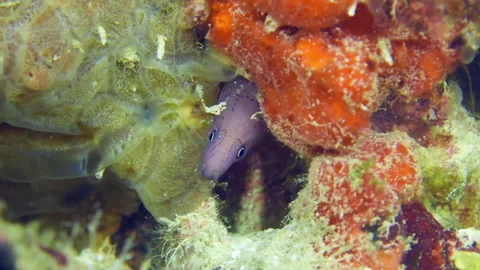 Moray eel underwater at the bottom of the sea. A close-up of moray eel Stock Footage 263775174
