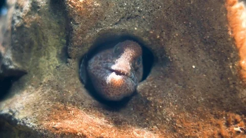 Moray eel underwater close up Видео 122148886