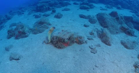 Moray eel underwater  mediterranean ocean scenery Stock Footage 311477064