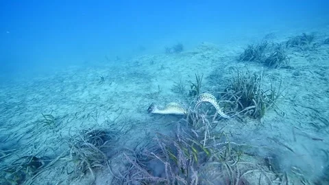 Moray eel underwater  mediterranean ocean scenery Stock Footage 331041087