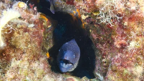 Moray eel underwater  mediterranean ocean scenery Stock Footage 331861494