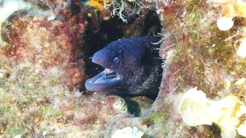 Moray eel underwater  mediterranean ocean scenery Stock Footage 331861513