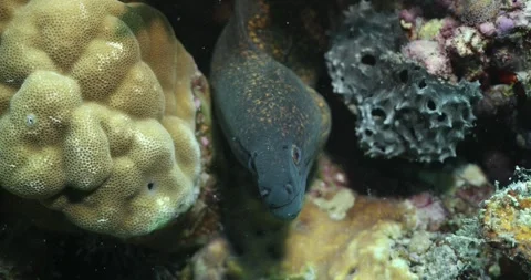 Moray Eel underwater ocean life Great Barrier Reef Stock Footage 302432350