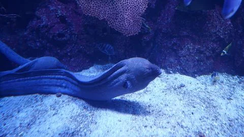 Moray Eel Underwater Scene with Fish and Coral Reef Stock Photos