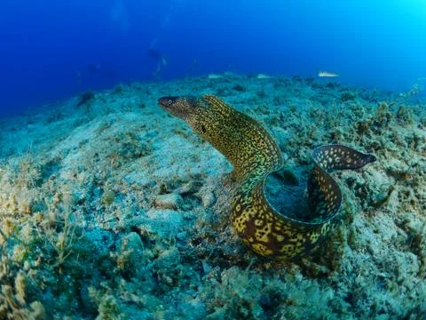 Moray eel underwater scuba divers around Stock Photos