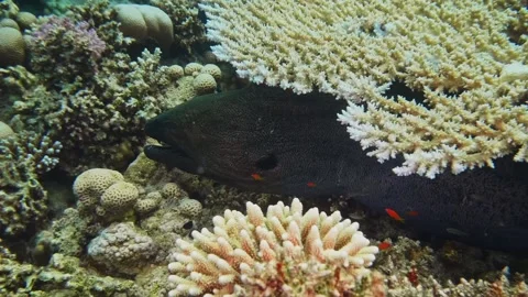 Moray Eel in Vibrant Coral Reef Underwater Footage Stock Footage 316581154