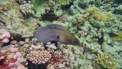 Moray Eel in Vibrant Coral Reef Underwater Footage Stock Footage 316691696