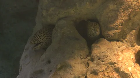 The moray eel in water Stock Footage 50960623