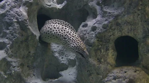 The moray eel in water Stock Footage 50960712