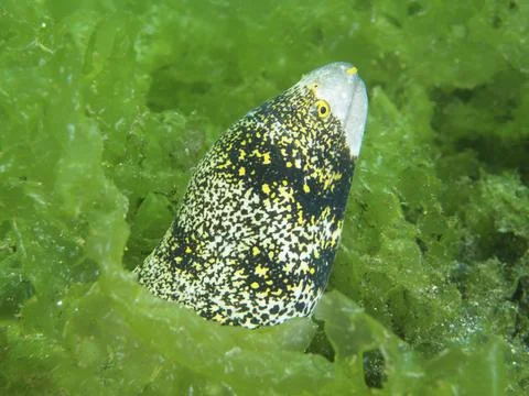 A moray eel with a yellow pattern, star spotted moray eel (Echidna nebulosa), Fotos de archivo