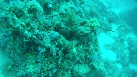 Moray eelin the Andaman sea,Thailand Stock Footage 246572151