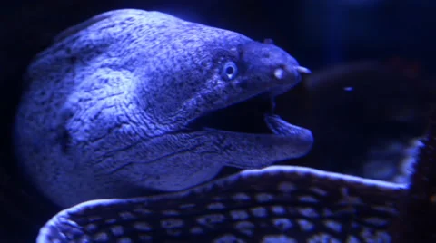 Moray eels in aquarium Stock Footage 49921760