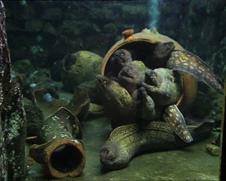 MORAY EELS in aquarium full shot 2 Stock-Footage 22713691