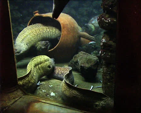 MORAY EELS in aquarium full shot Stockbeeldmateriaal 22713749