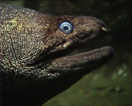 MORAY EELS in aquarium mouth 1 Video stock 22713527