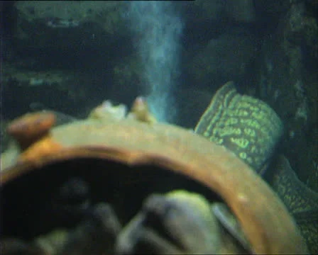 MORAY EELS in aquarium tilt Video stock 22713576