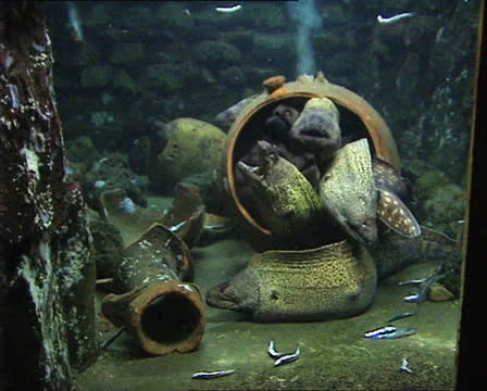 MORAY EELS in aquarium zoom in Video stock 22713651