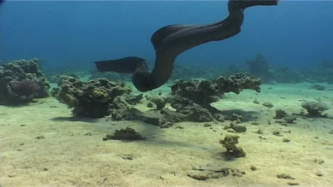 Moray Eels Encountering Each Other In A Sandy Reef Video stock 300526344