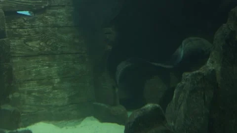 Moray eels A genus of ray-finned fish from the moray family Video stock 259291794