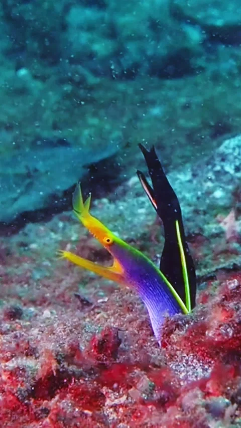 Moray Eels Hanging Out, Lembeh Strait, Sulawesi, Indonesia - 24 May 2023 Video stock 249790547
