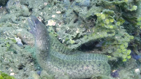 Moray eels have ability to change color, which helps them hide from enemies. Stock Footage 232792157