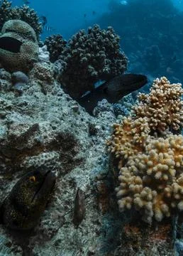 Moray Eels Hiding in Coral Reef Crevices Stock Photos