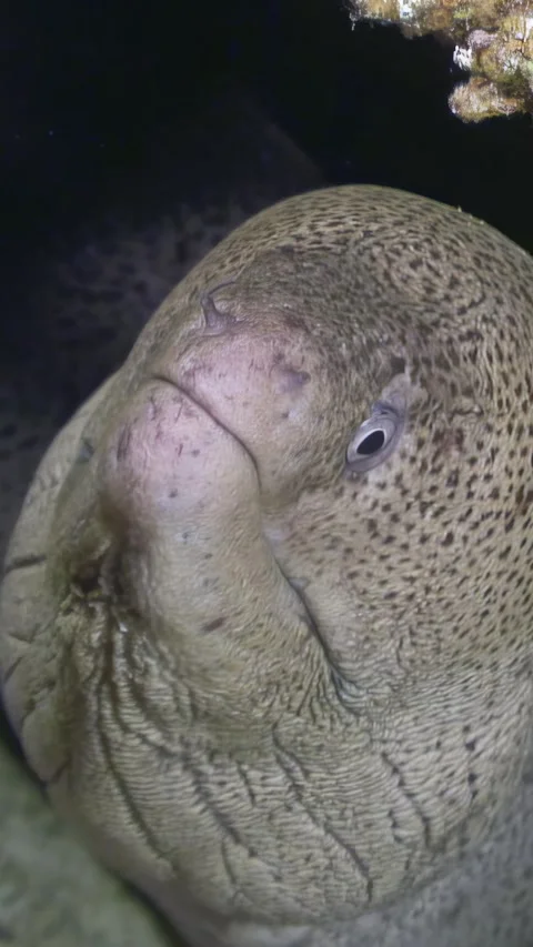 Moray eel's lair exposed in the depths of the red sea reef Stock Footage 312714567