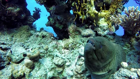 Moray eels. Reef and beautiful fish. Underwater life in the ocean. Stock Footage 85413895