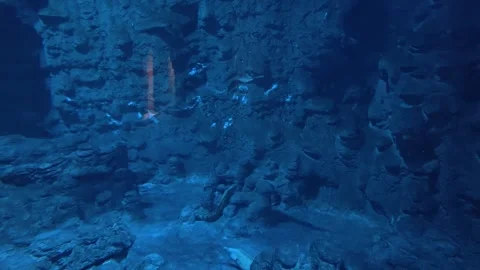 Moray eels swim at the bottom of an aquarium at a wildlife conservation center. Stock Footage 346471848