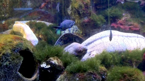 Moray eels in their lair Stock Footage 108900949