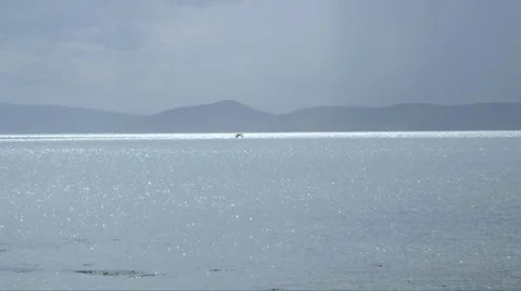 Moray Firth Видео 8359735