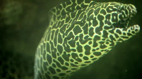 Moray fish Stock Footage 789777