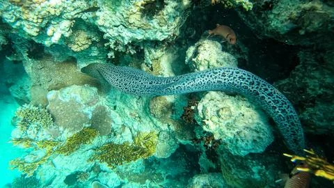 Moray fish, leopard-colored moray in the coral reef of the Red Sea Stock Photos