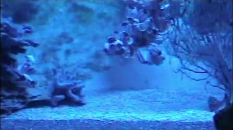 Moray Stock Footage 1914141