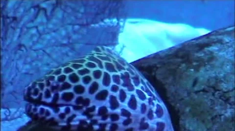 Moray Stock-Footage 1914354