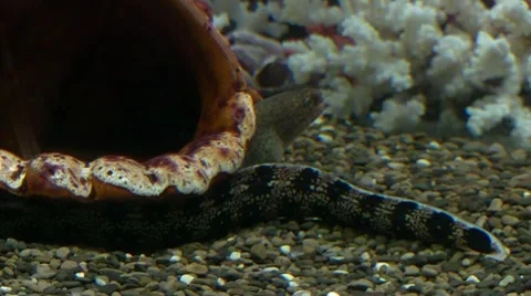 Moray Stock Footage 8601165