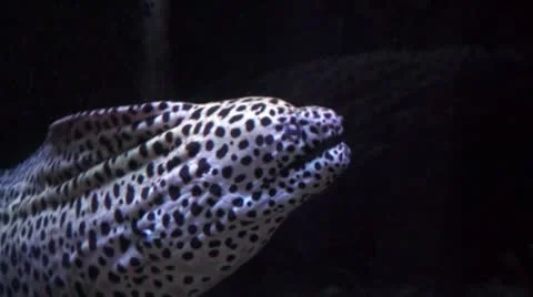 Moray Stock Footage 8913620