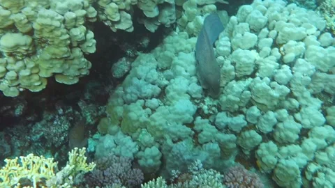 Moray Stock Footage 139566547