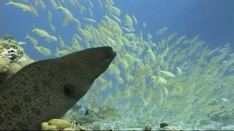 Moray with goatfish Stock Footage 11515665