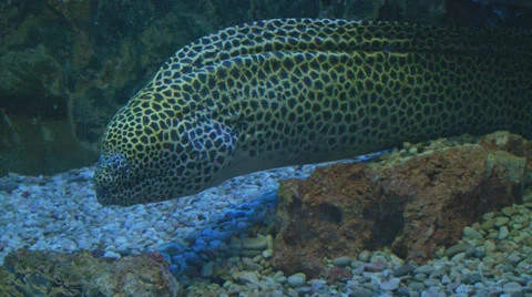 Moray hunts Stock Footage 30458117