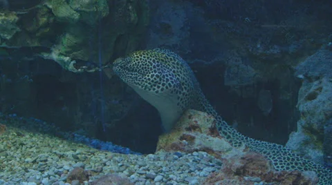 Moray hunts Video stock 30459394