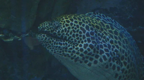Moray hunts Stock Footage 30459743