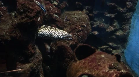 Moray leopard eel in aquarium Video stock 50349143