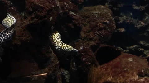 Moray leopard eel in aquarium Video stock 50349145